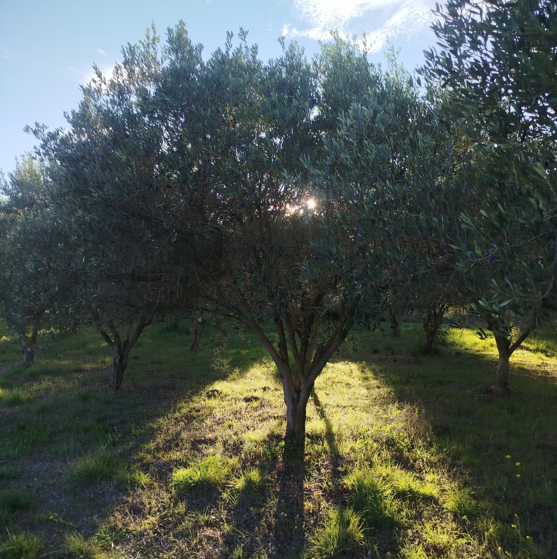 Oliviers et soleil entre les branches