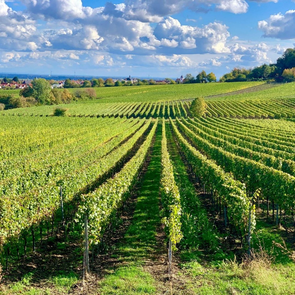 Paysage de vignes