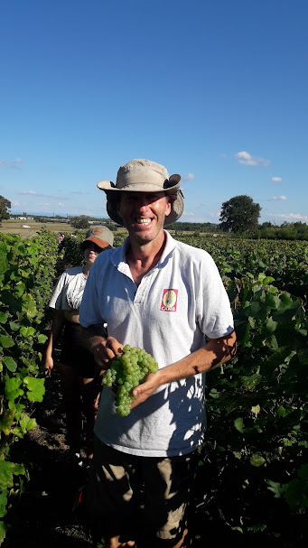 Vendanges au Domaine : un homme dans les vignes, tenant une grappe de raisins