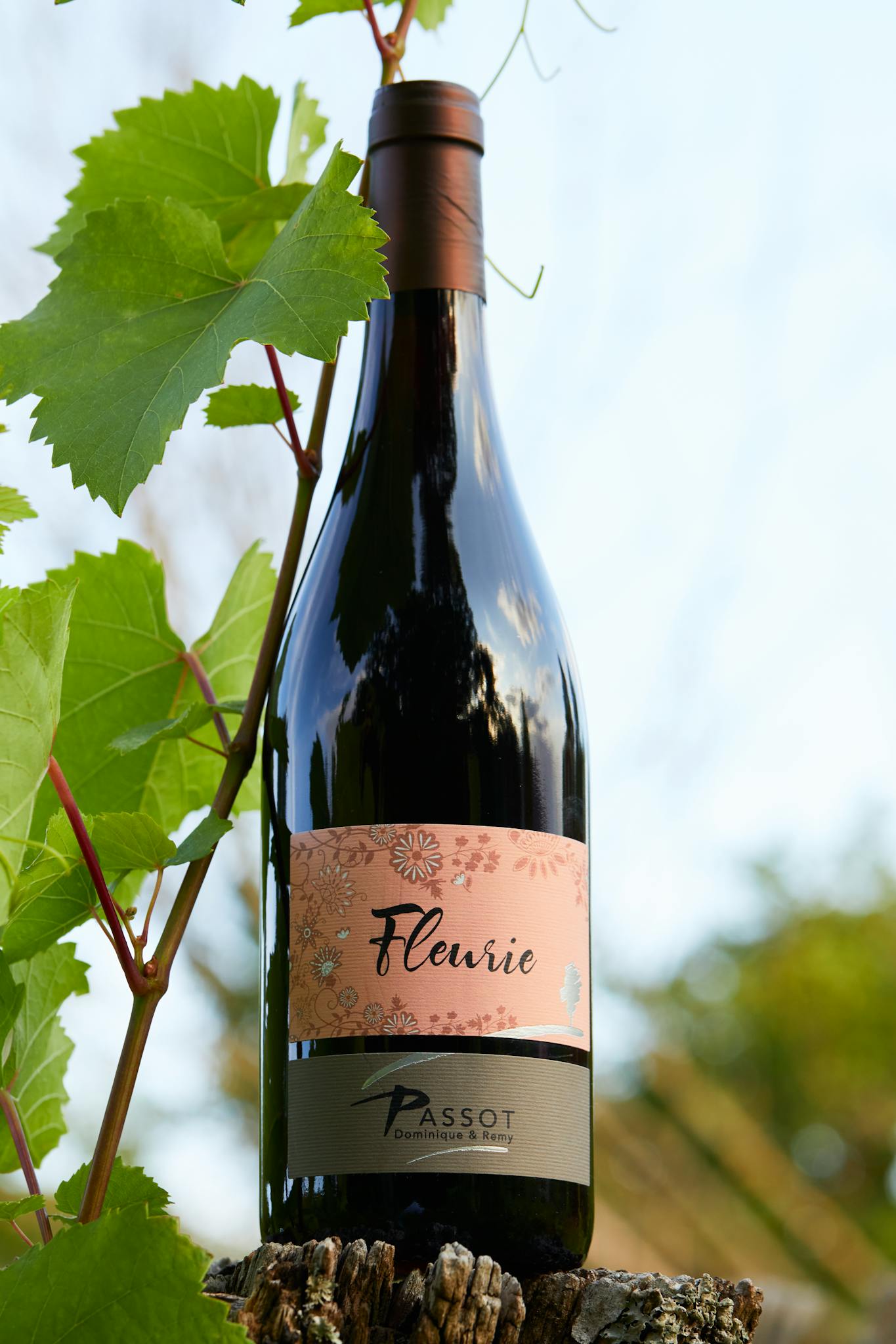 Bottle of Fleurie red wine on vine in French vineyard.