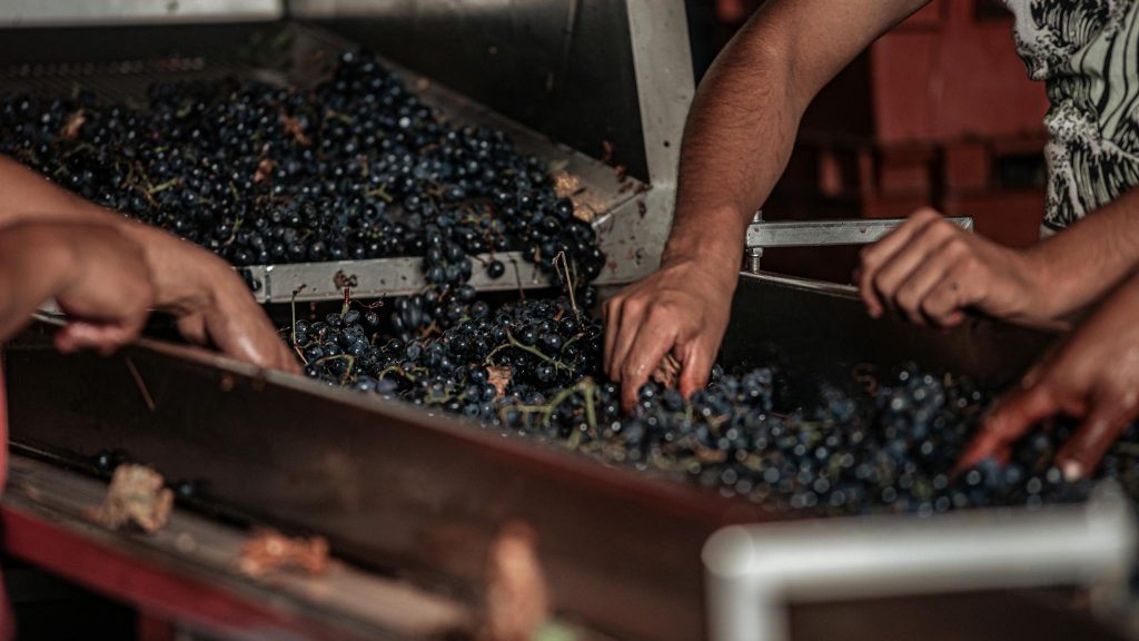 Close-up of workers hand-picking grapes in a vineyard for wine production.